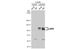 LGR5 Antibody in Western Blot (WB)