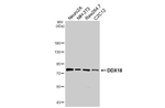 DDX18 Antibody in Western Blot (WB)