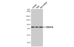 DDX18 Antibody in Western Blot (WB)