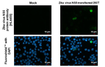 Zika Virus NS5 Recombinant Rabbit Monoclonal Antibody (HL4455)