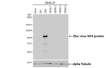 Zika Virus NS5 Antibody in Western Blot (WB)