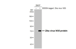 Zika Virus NS5 Antibody in Western Blot (WB)