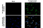 Avi Tag Recombinant Rabbit Monoclonal Antibody (HL4463)