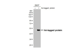 Avi Tag Antibody in Western Blot (WB)