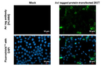 Avi Tag Recombinant Rabbit Monoclonal Antibody (HL4464)
