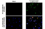 Avi Tag Antibody in Immunohistochemistry (Paraffin) (IHC (P))
