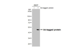 Avi Tag Antibody in Western Blot (WB)