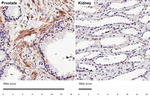 MRGPRF Antibody in Immunohistochemistry (Paraffin) (IHC (P))