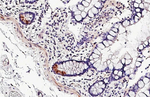 MRGPRF Antibody in Immunohistochemistry (Paraffin) (IHC (P))