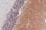 MRGPRF Antibody in Immunohistochemistry (Paraffin) (IHC (P))