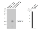 MRGPRF Antibody in Western Blot (WB)
