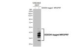 MRGPRF Antibody in Western Blot (WB)