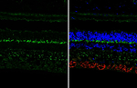 mGluR6 Recombinant Rabbit Monoclonal Antibody (HL4469)