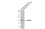 mGluR6 Antibody in Western Blot (WB)