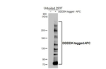 Protein APC Antibody in Western Blot (WB)