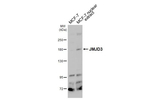 JMJD3 Recombinant Rabbit Monoclonal Antibody (HL4474)