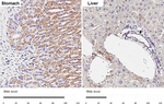 VDAC2 Antibody in Immunohistochemistry (Paraffin) (IHC (P))