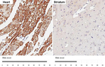 VDAC2 Antibody in Immunohistochemistry (Paraffin) (IHC (P))