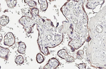VDAC2 Antibody in Immunohistochemistry (Paraffin) (IHC (P))