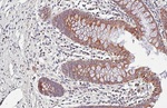VDAC2 Antibody in Immunohistochemistry (Paraffin) (IHC (P))