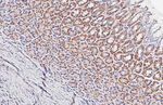 VDAC2 Antibody in Immunohistochemistry (Paraffin) (IHC (P))