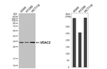 VDAC2 Antibody in Western Blot (WB)