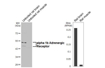 alpha-1b Adrenergic Receptor Recombinant Rabbit Monoclonal Antibody (HL4478)