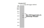 alpha-1b Adrenergic Receptor Antibody in Western Blot (WB)