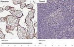 GPR126 Recombinant Rabbit Monoclonal Antibody (HL4480)