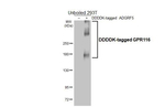 GPR116 Antibody in Western Blot (WB)