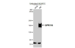 GPR116 Antibody in Western Blot (WB)
