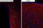 Oxytocin Antibody in Immunohistochemistry (Paraffin) (IHC (P))