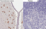 Oxytocin Antibody in Immunohistochemistry (Paraffin) (IHC (P))