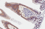 Oxytocin Antibody in Immunohistochemistry (Paraffin) (IHC (P))