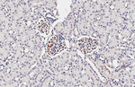 Oxytocin Antibody in Immunohistochemistry (Paraffin) (IHC (P))