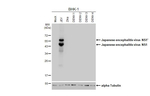 Japanese Encephalitis Virus NS1 Antibody in Western Blot (WB)