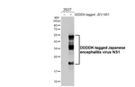 Japanese Encephalitis Virus NS1 Recombinant Rabbit Monoclonal Antibody (HL4503)