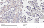 alpha-2b Adrenergic Receptor Antibody in Immunohistochemistry (Paraffin) (IHC (P))