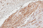 alpha-2b Adrenergic Receptor Antibody in Immunohistochemistry (Paraffin) (IHC (P))