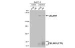 CELSR1 Recombinant Rabbit Monoclonal Antibody (HL4515)