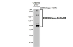 mGluR6 Recombinant Rabbit Monoclonal Antibody (HL4518)