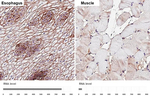 CD9 Antibody in Immunohistochemistry (Paraffin) (IHC (P))