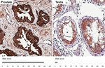 CD9 Recombinant Rabbit Monoclonal Antibody (HL4525)