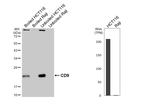 CD9 Antibody in Western Blot (WB)