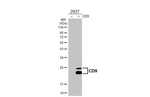 CD9 Antibody in Western Blot (WB)