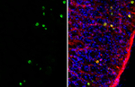 Ghrelin Antibody in Immunohistochemistry (Frozen) (IHC (F))