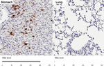 Ghrelin Antibody in Immunohistochemistry (Paraffin) (IHC (P))