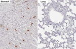 Ghrelin Antibody in Immunohistochemistry (Paraffin) (IHC (P))