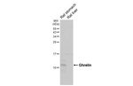 Ghrelin Antibody in Western Blot (WB)