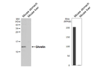 Ghrelin Antibody in Western Blot (WB)